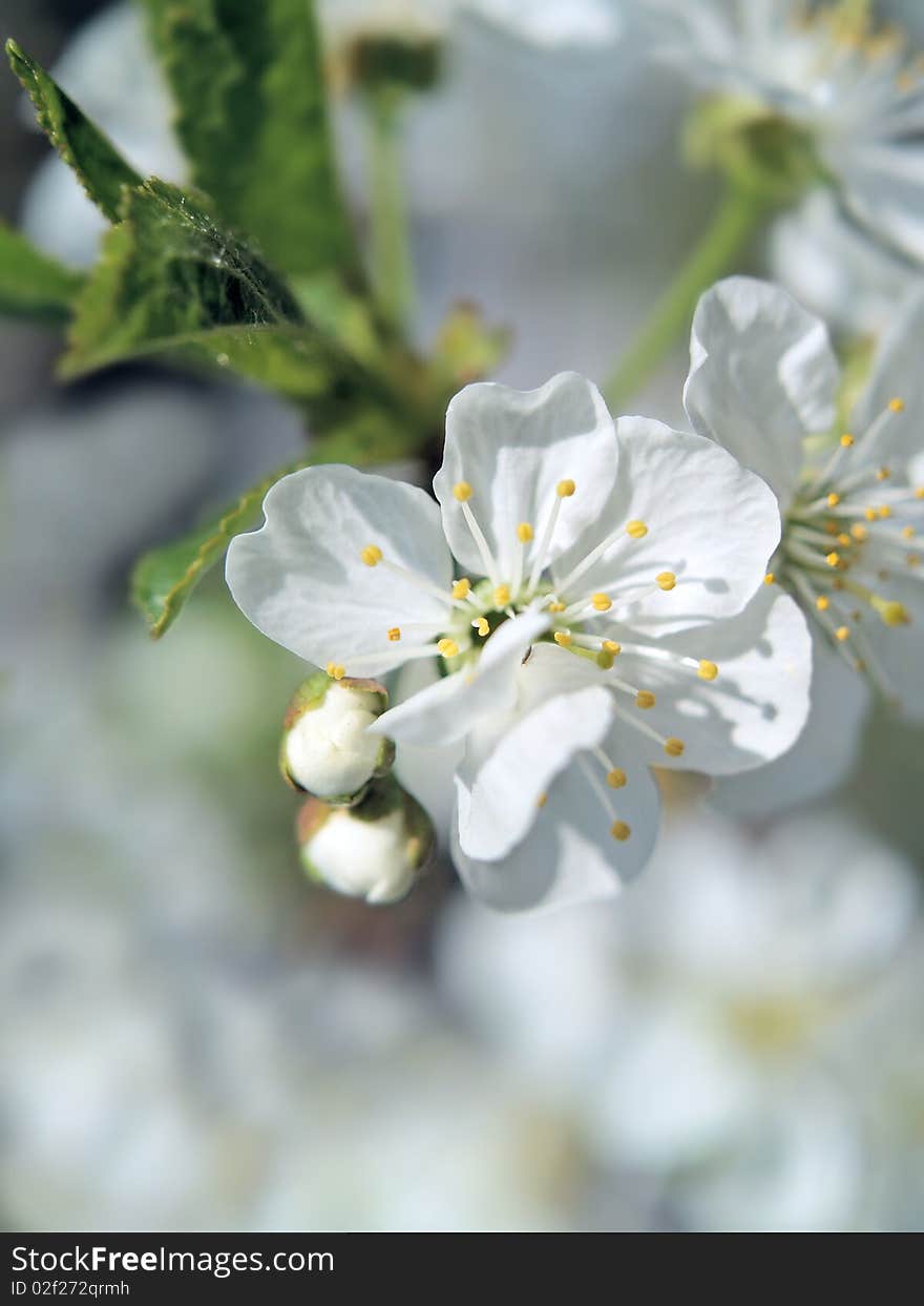 Apple tree flowers