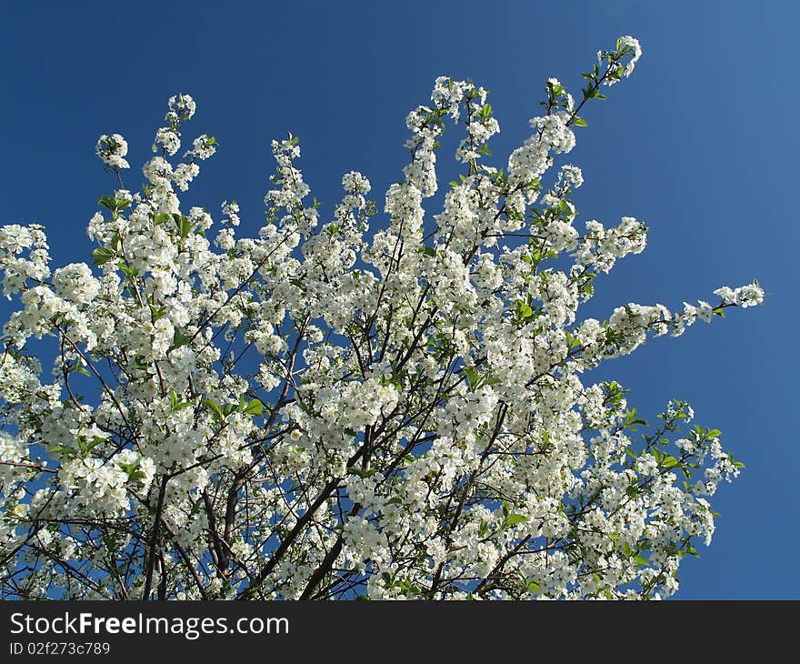 Apple tree flowers branches over blue sky