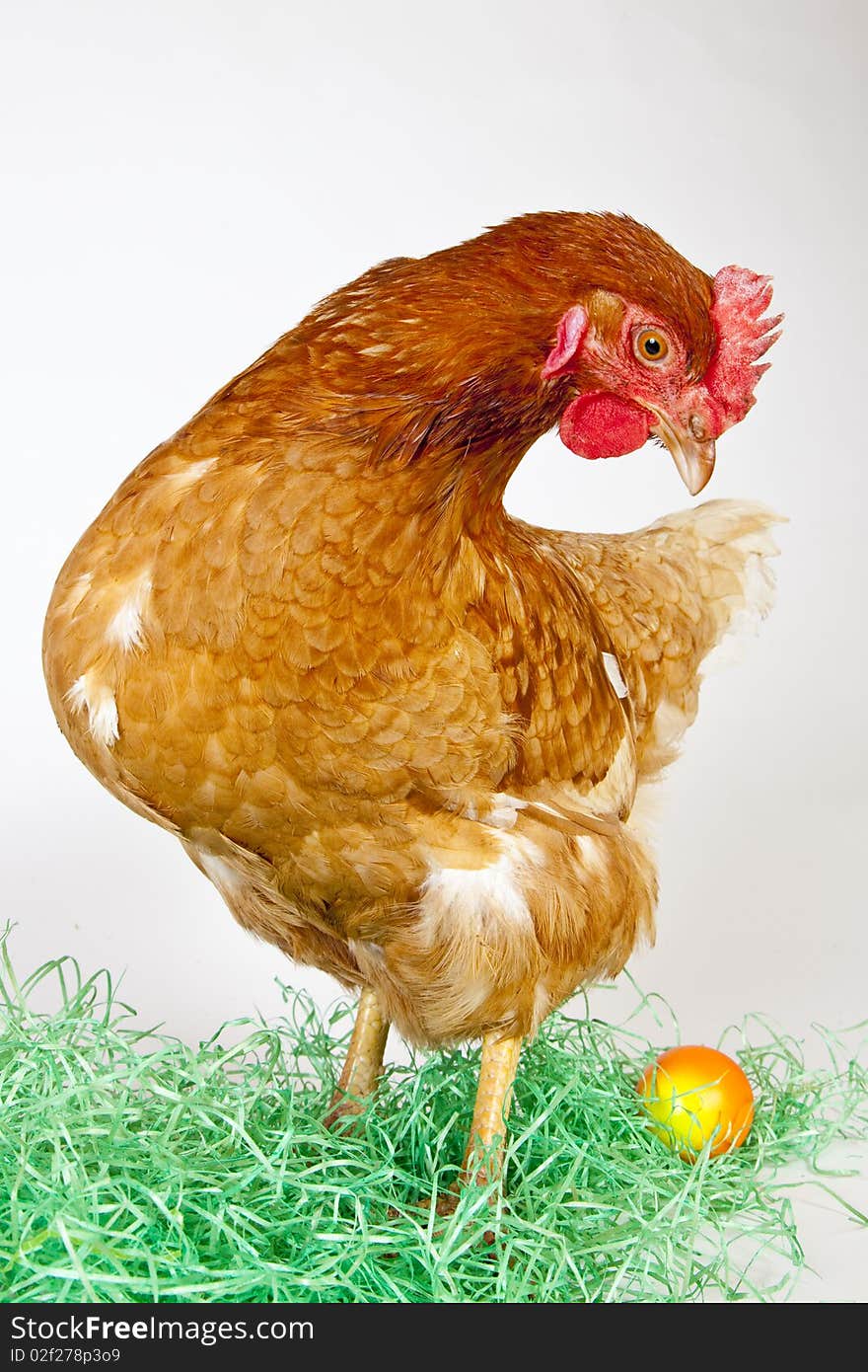 Pictured in Studio with white Background. Colorful Egg with lonely Hen. Pictured in Studio with white Background. Colorful Egg with lonely Hen.