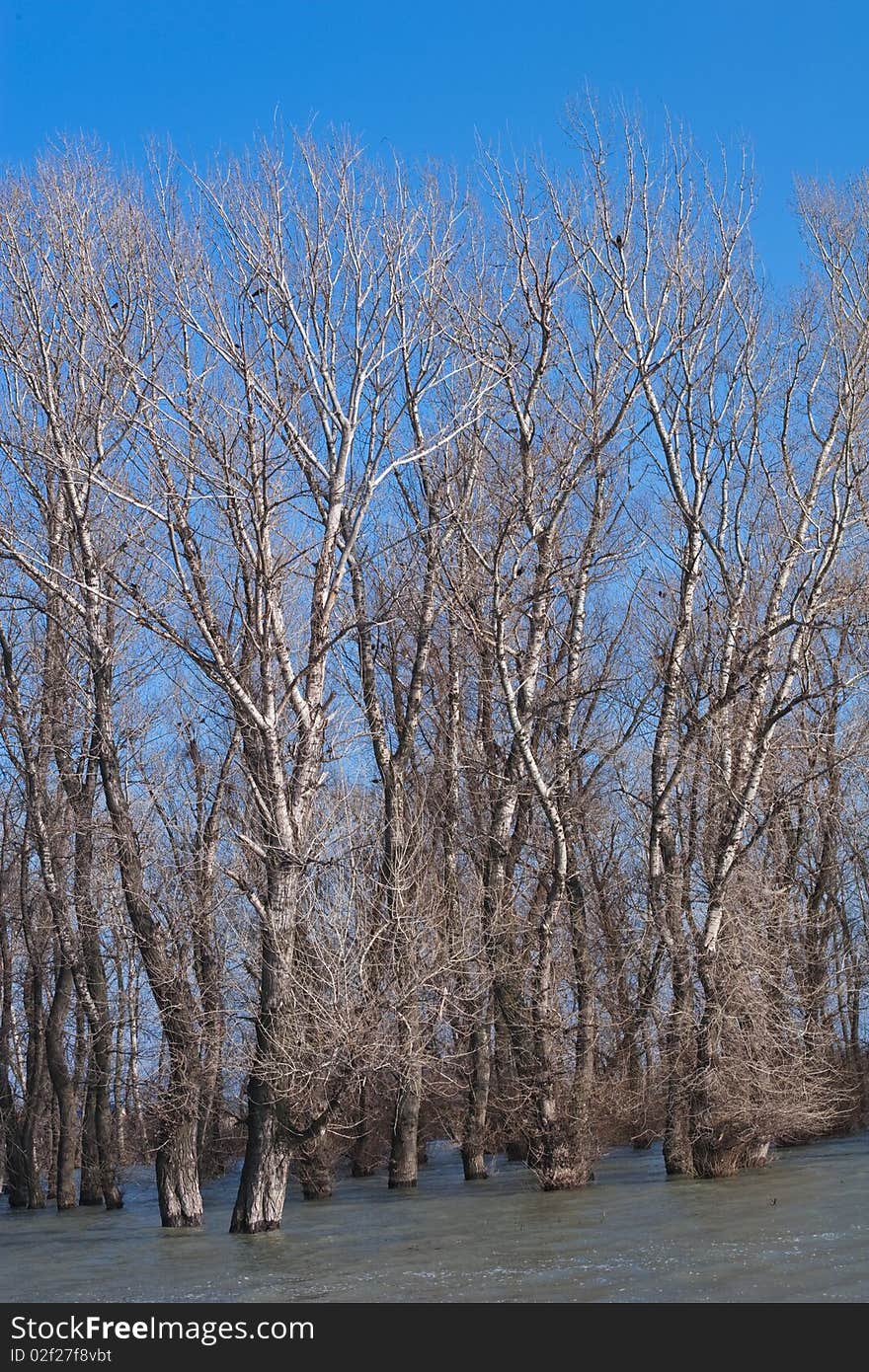 Flooding forest on blue sky