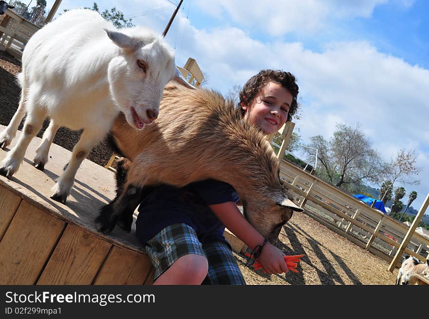 Boy Feeding Hungry Goats