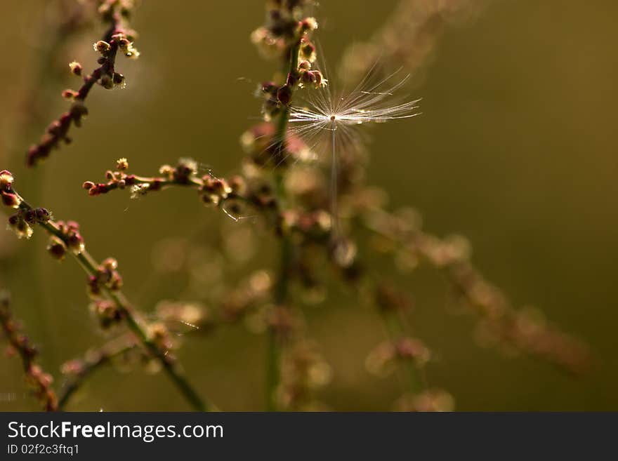 Dandelion