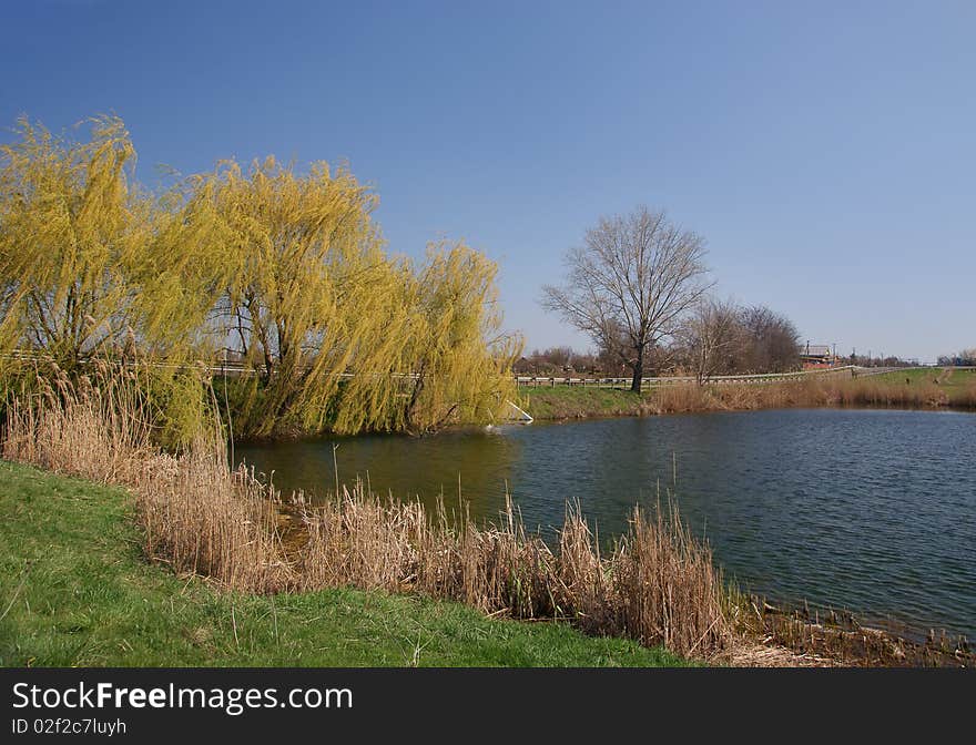 Country pond with willow and reeds. Country pond with willow and reeds.