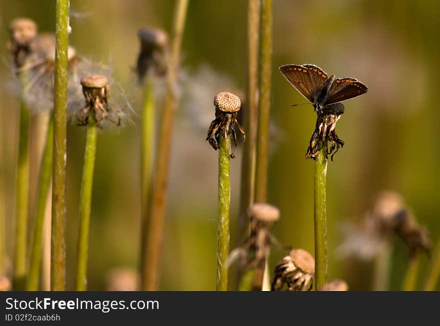 Small copper