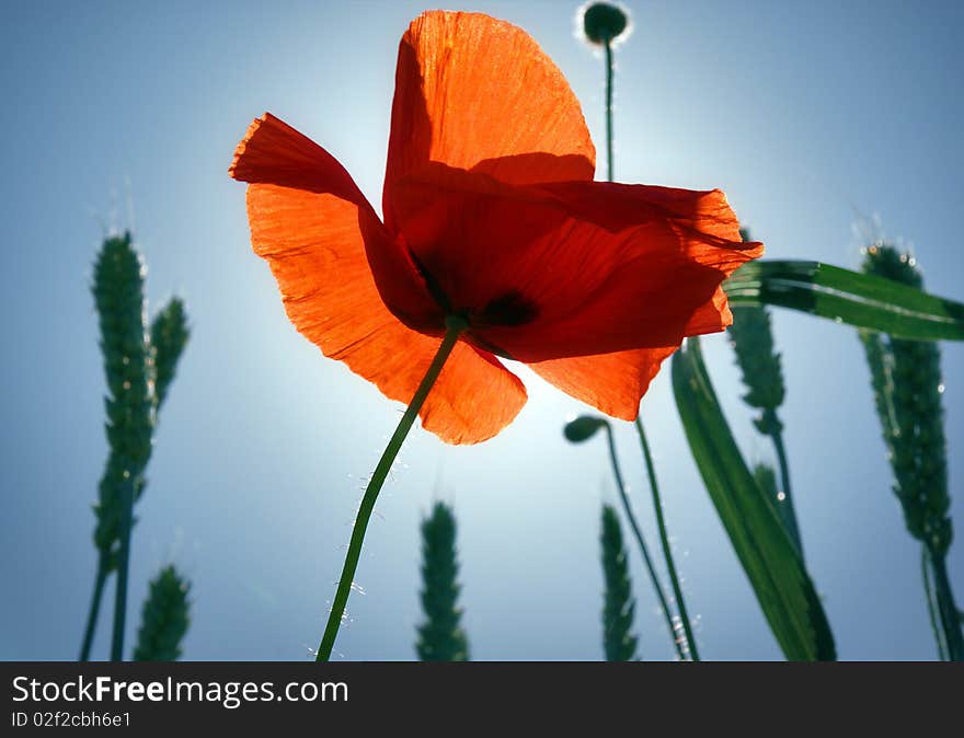 Red poppy and spikes against the sunlight. Red poppy and spikes against the sunlight