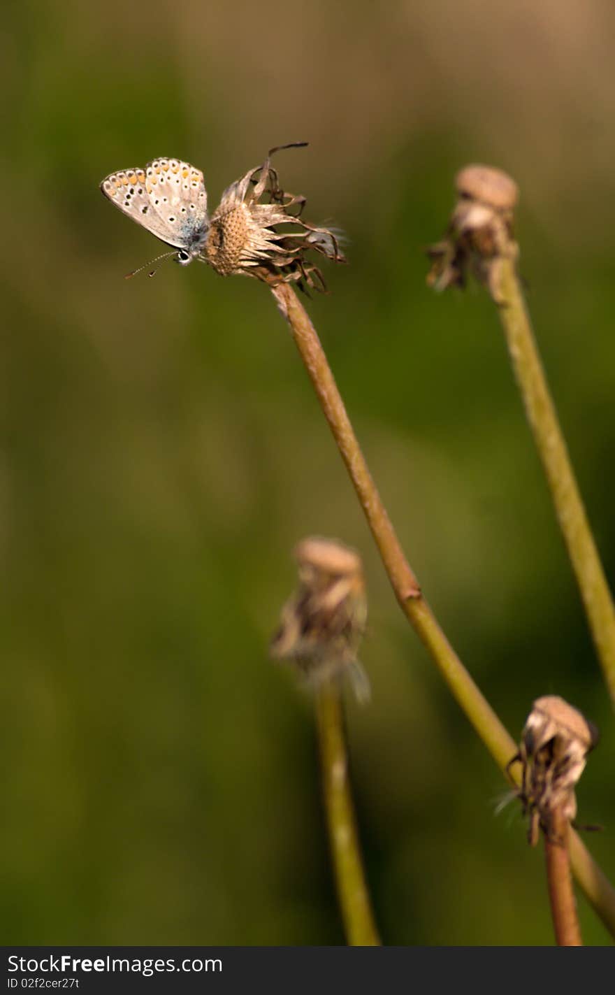 Small copper