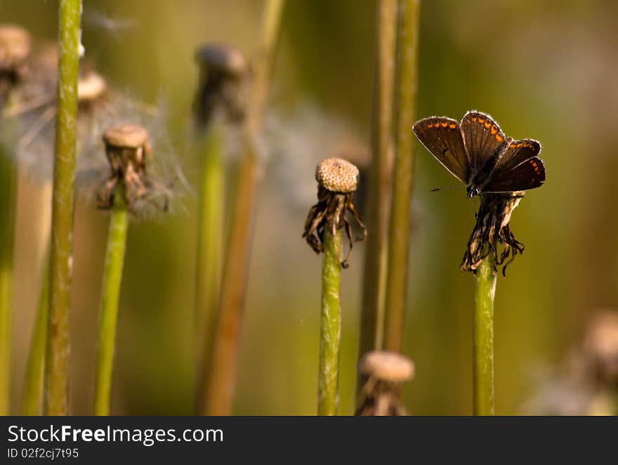 Small copper