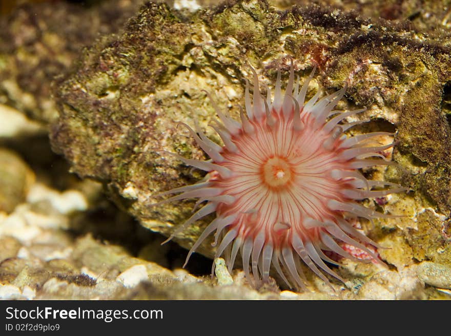 Anemone in Aquarium