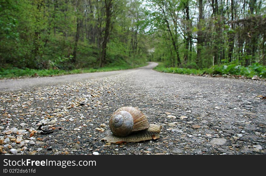 Snail and speed