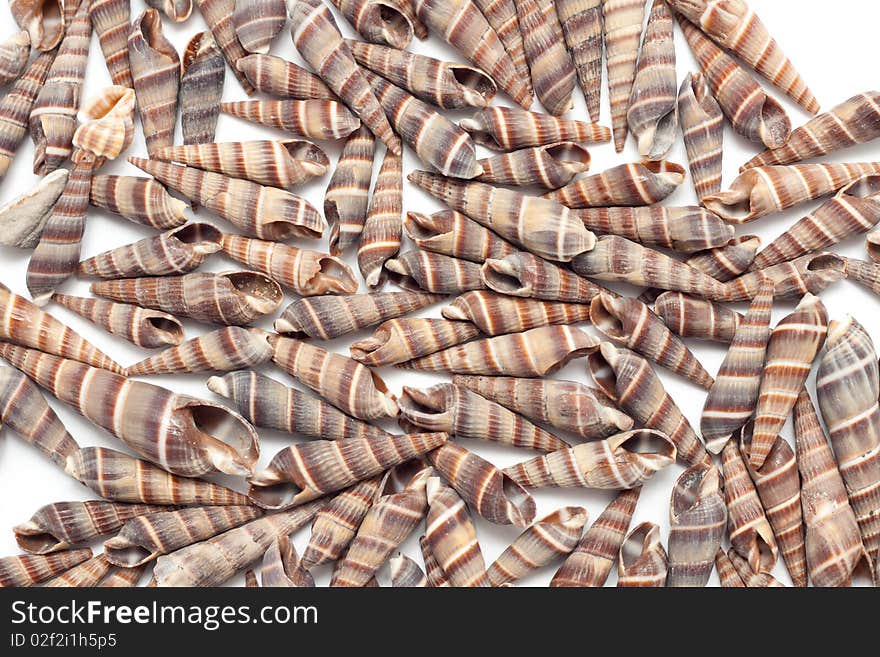 A seashells background; heap of shells