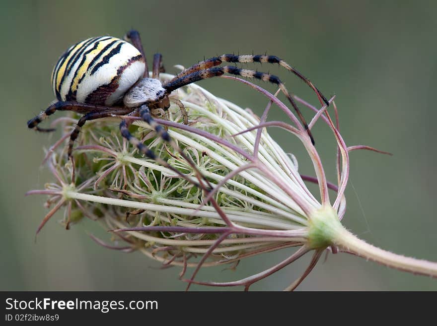 Argiope spider