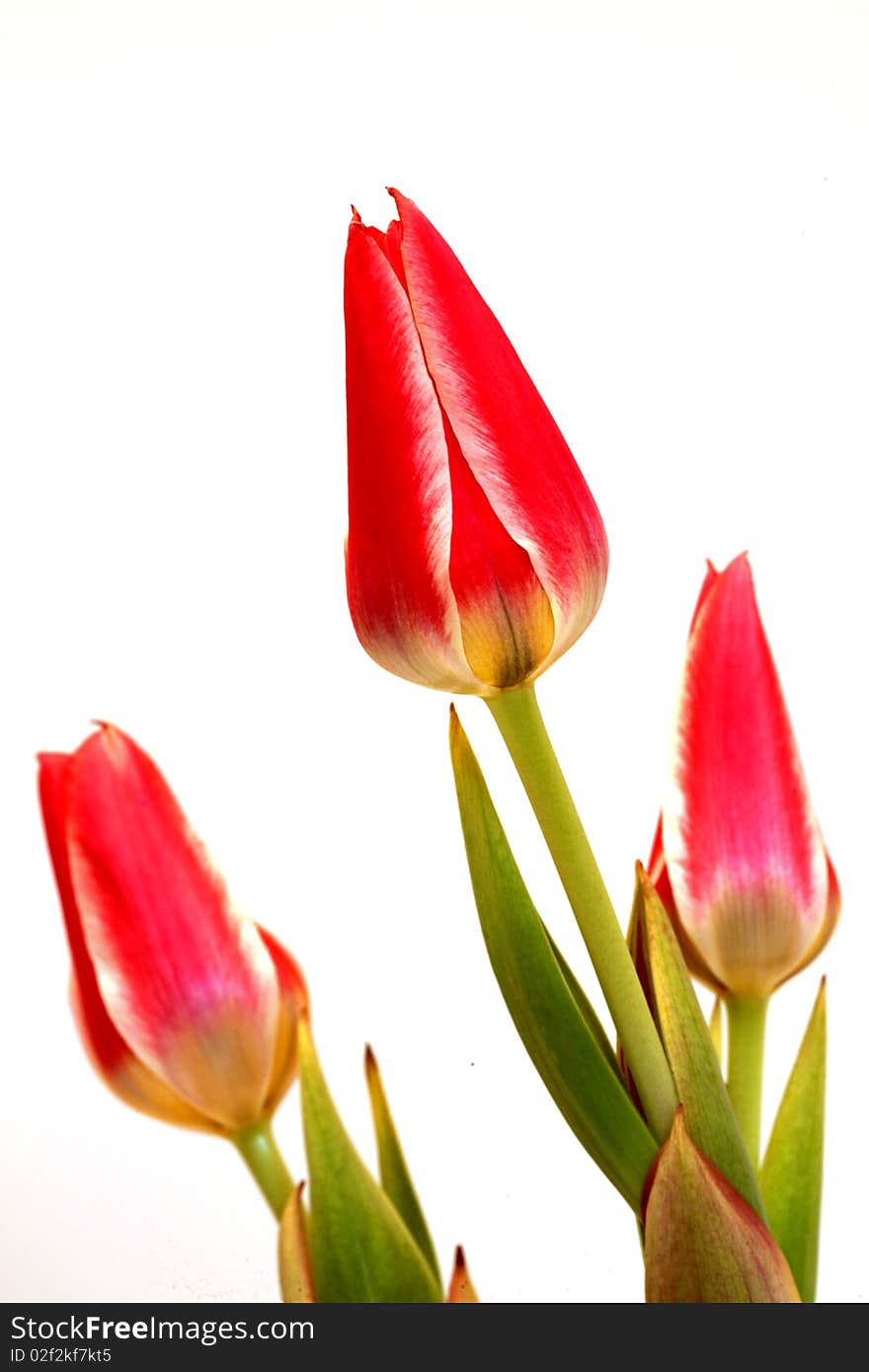 A tulips on white background