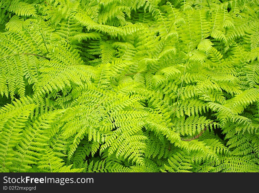 Fresh young bright green fern background texture