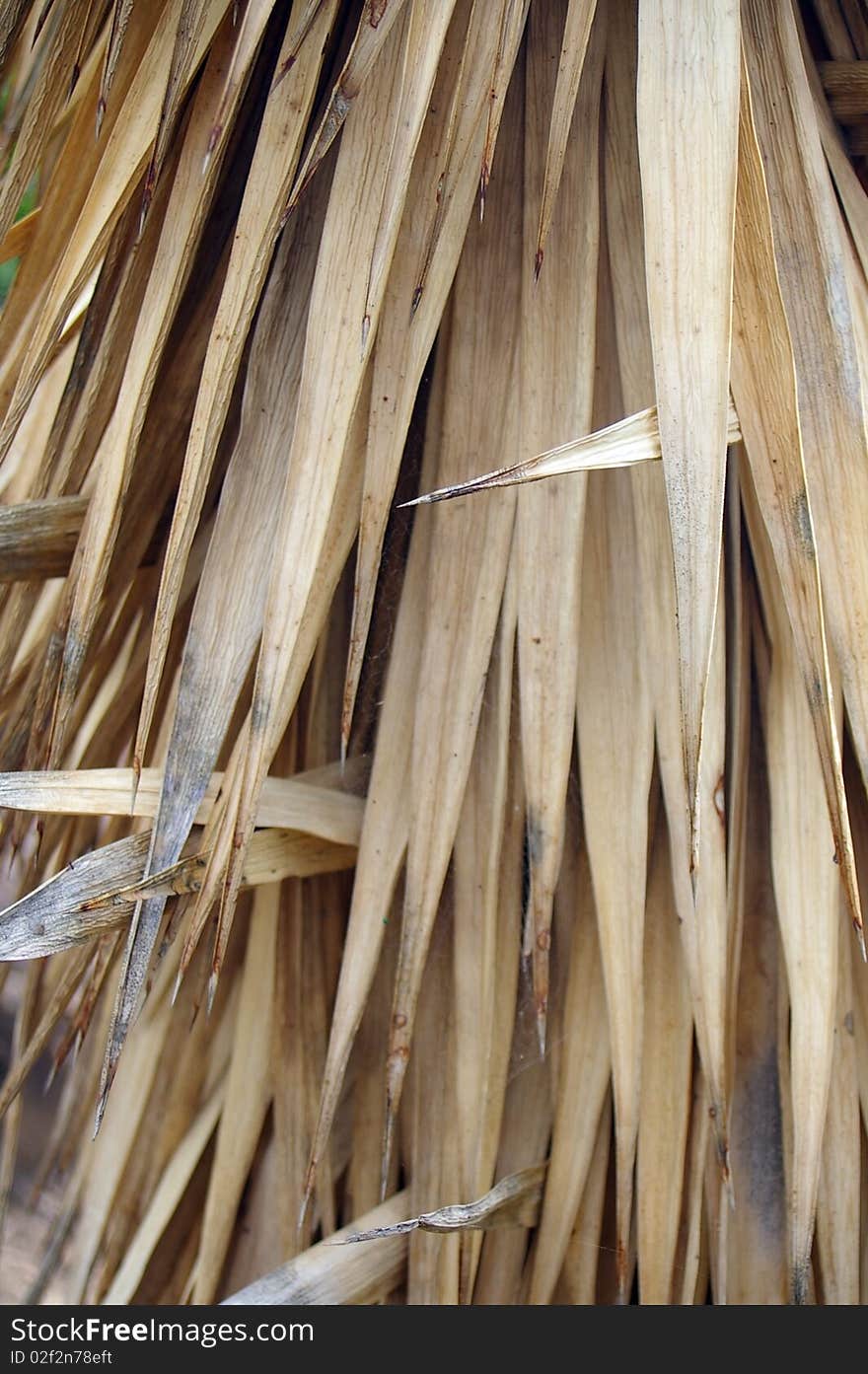 Background texture of dried up cactus leaves. Background texture of dried up cactus leaves