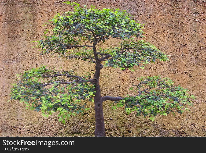 Close up of bonsai against a grungy looking wall