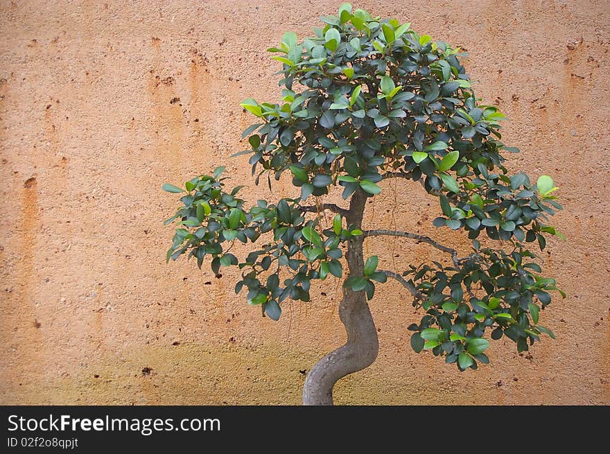 Close up of bonsai against a grungy looking wall