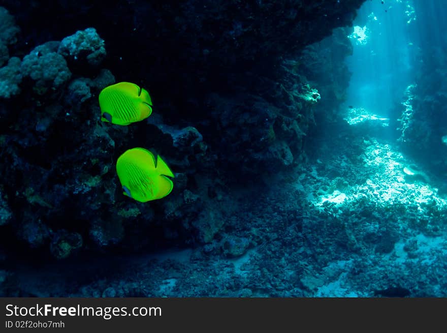 Pair of bright yellow fish on the background of a coral reef. Masked butterflyfish (chaetodon larvatus). Pair of bright yellow fish on the background of a coral reef. Masked butterflyfish (chaetodon larvatus)