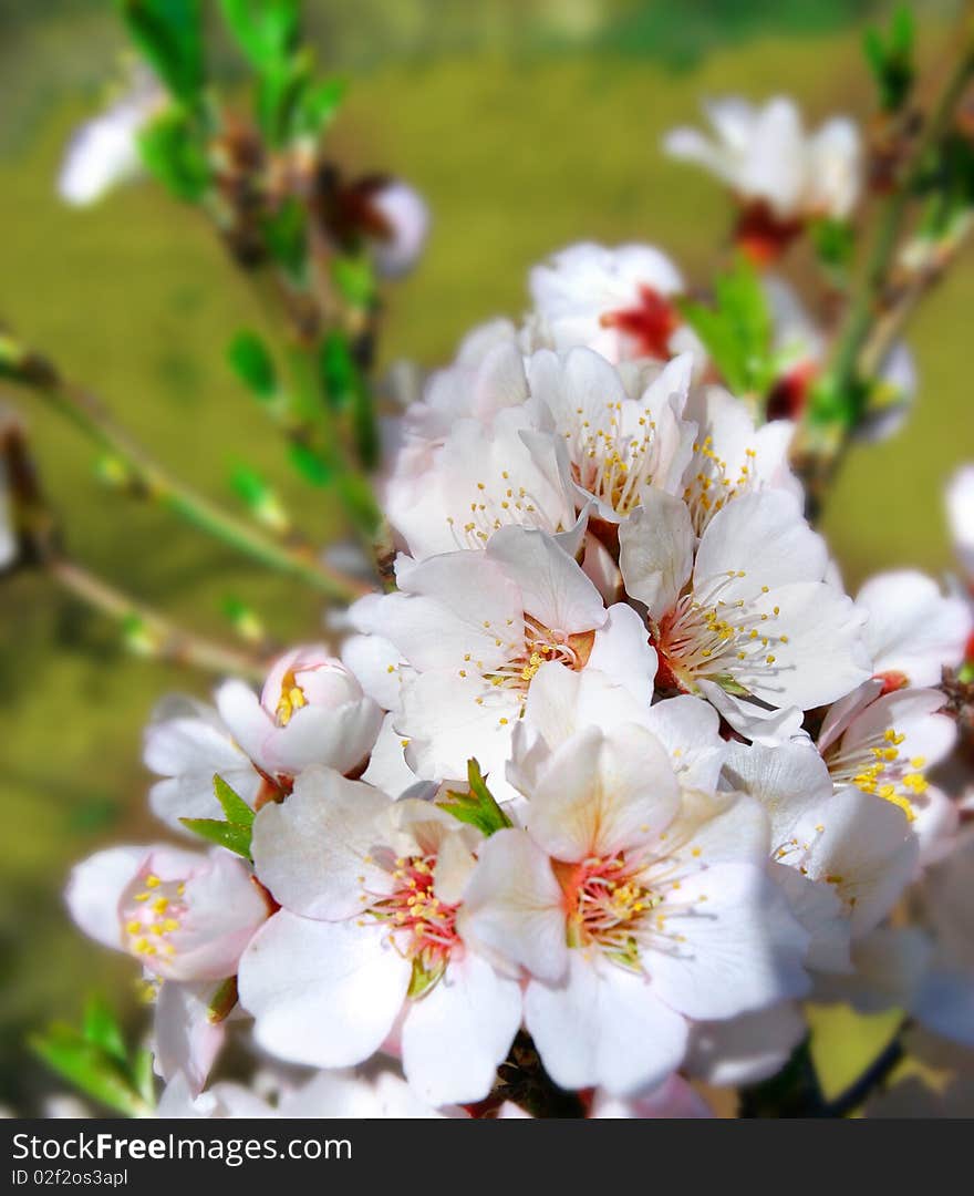 Spring flowers