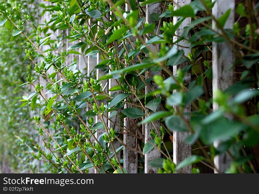 Branches of leaves