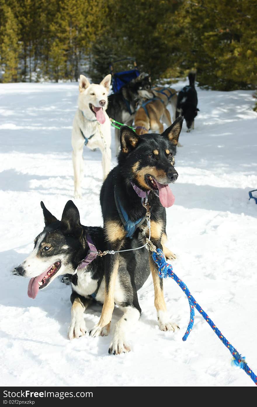 Husky dog sled winter montana. Husky dog sled winter montana