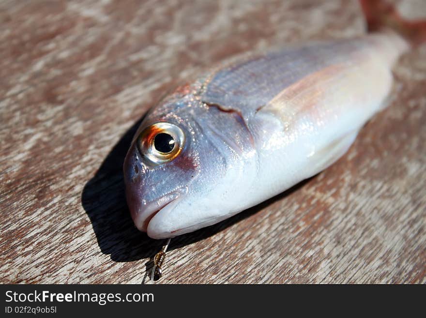 This is a photo of hooked fish on the wood desk