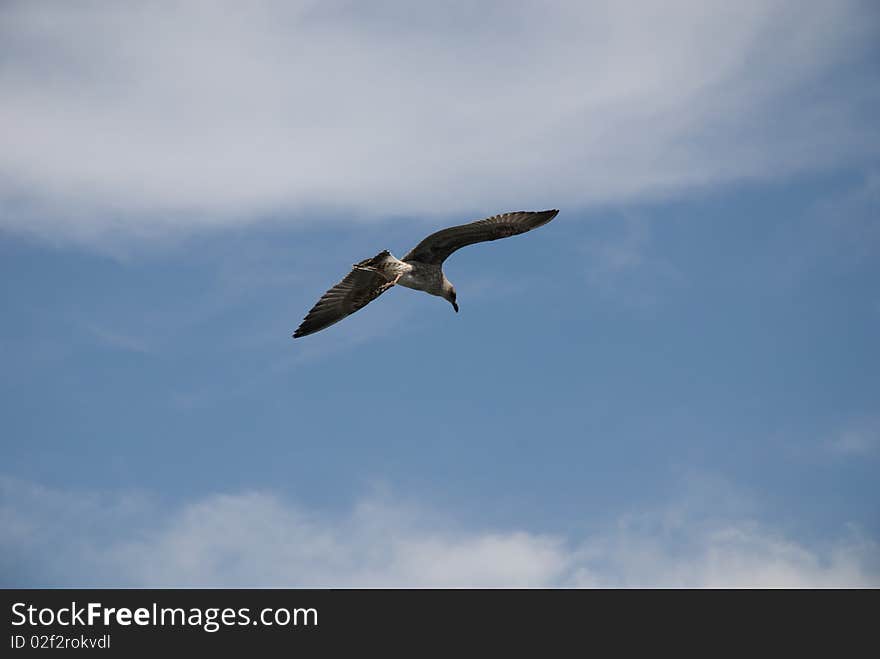 A seagull fly over the Port of Barcelona. A seagull fly over the Port of Barcelona