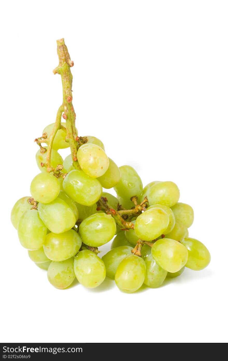 Vine on a white background