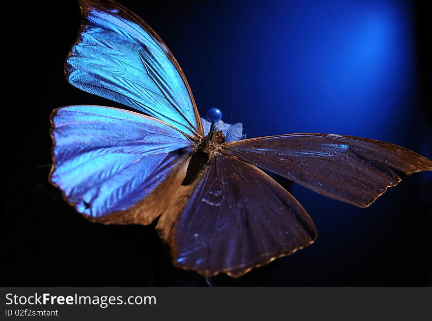 Dead butterfly pinned to artificial flower. Dark background with blue highlight. Selective focus. Dead butterfly pinned to artificial flower. Dark background with blue highlight. Selective focus