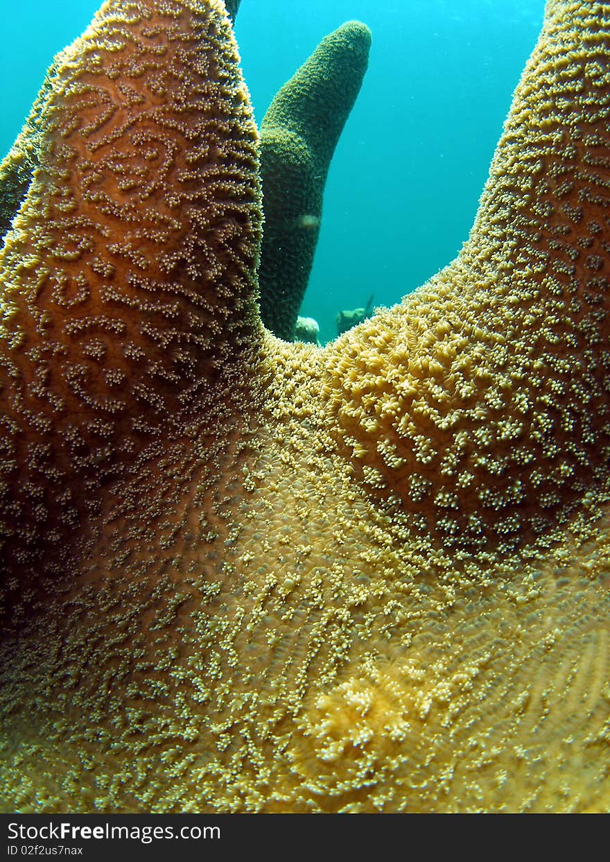 Beautiful Coral mound at 70 feet off the coast of south Florida.