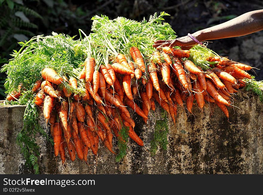 Fresh carrots