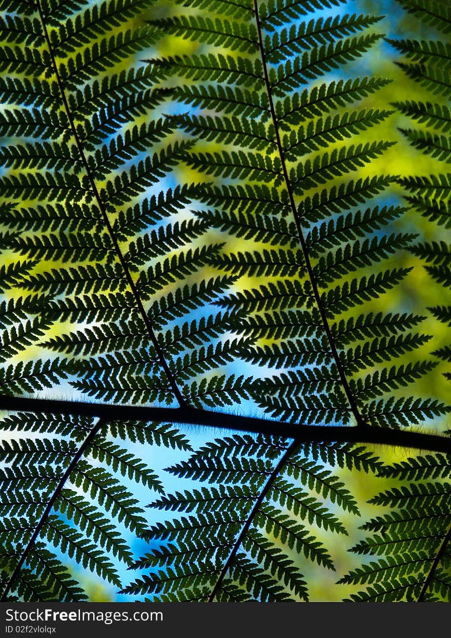 Looking at the sky through a huge fern leaf. Looking at the sky through a huge fern leaf