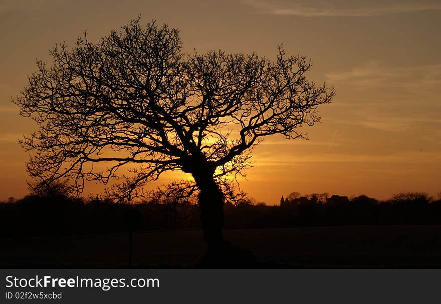 Beautiful tree in Jersey with sunset. Channel Islands. Beautiful tree in Jersey with sunset. Channel Islands