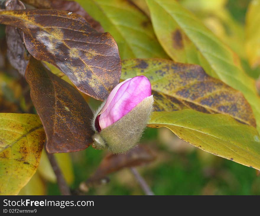 Magnolia bud