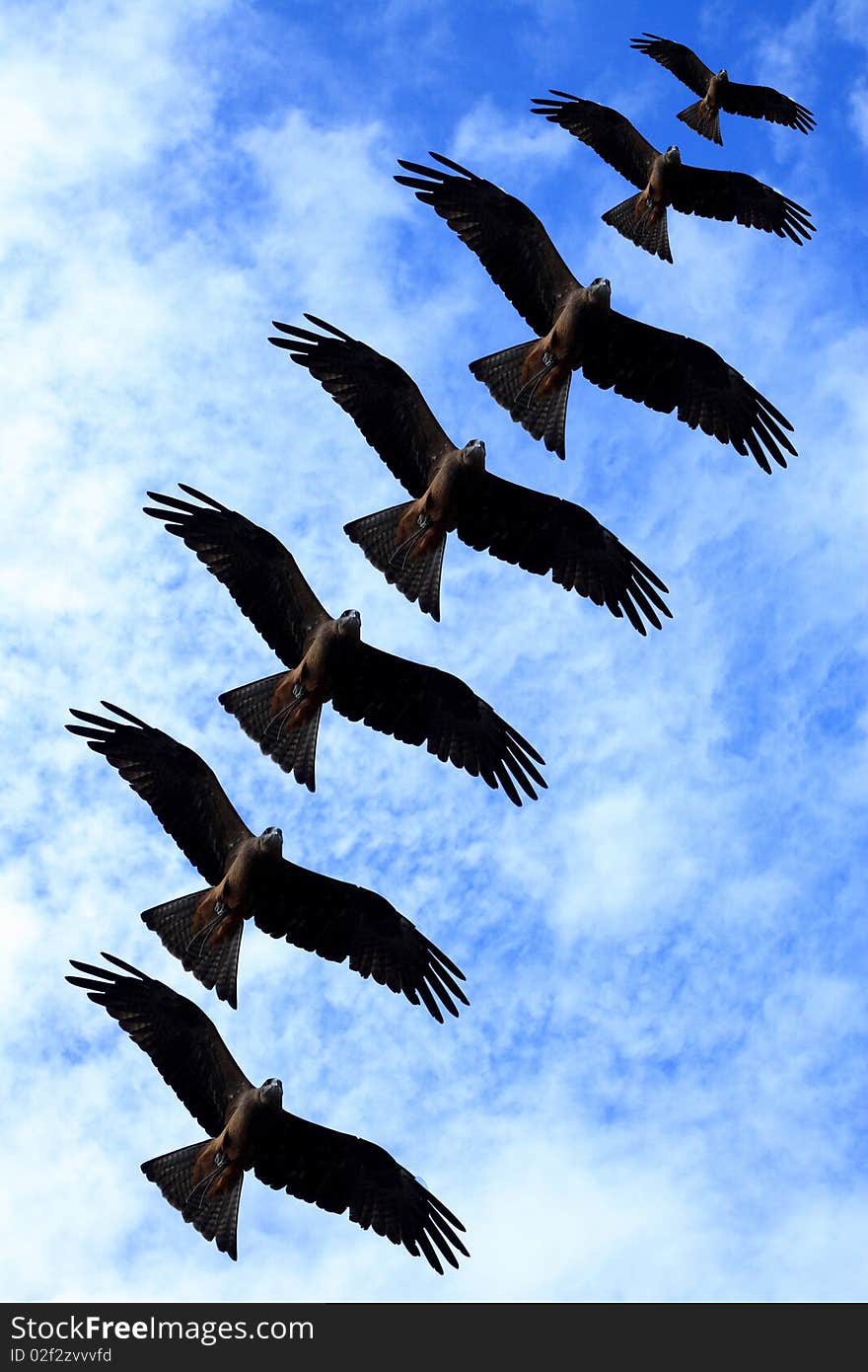 Hawk flying on the sky