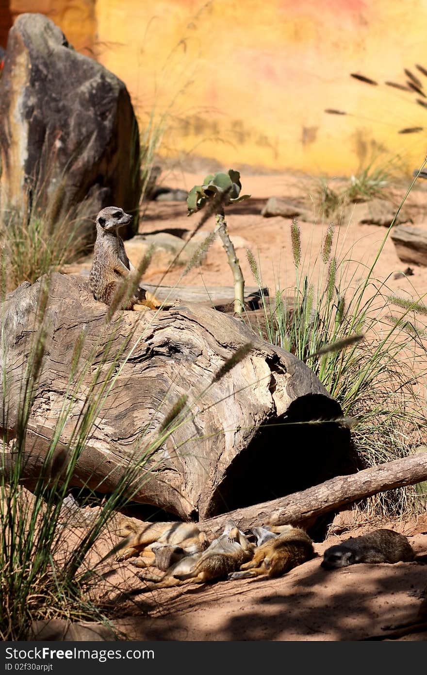 Wild prairie dog on the ground. Wild prairie dog on the ground