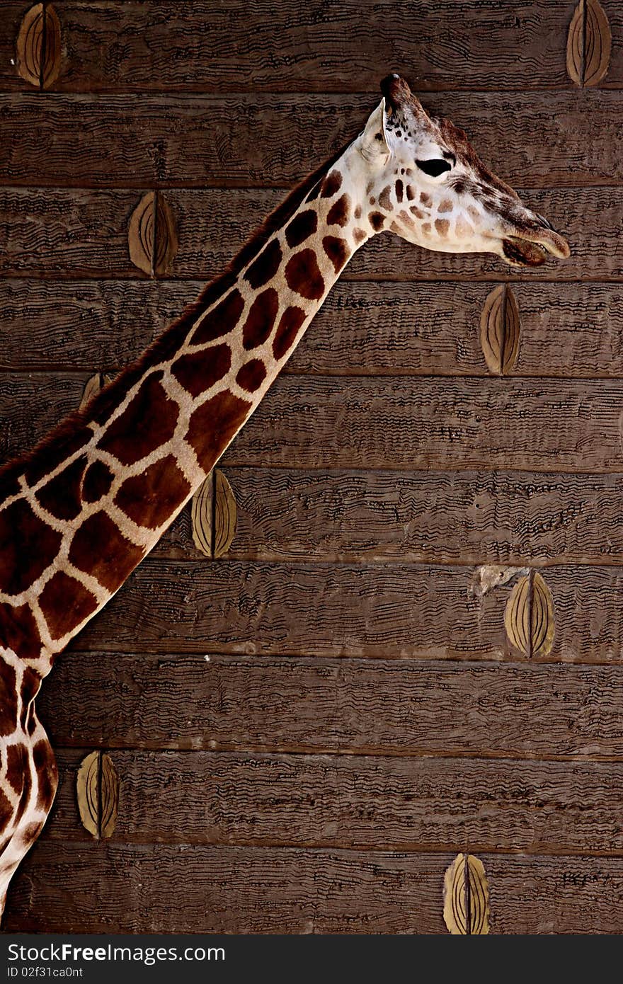 Giraffe on brown wood pin back