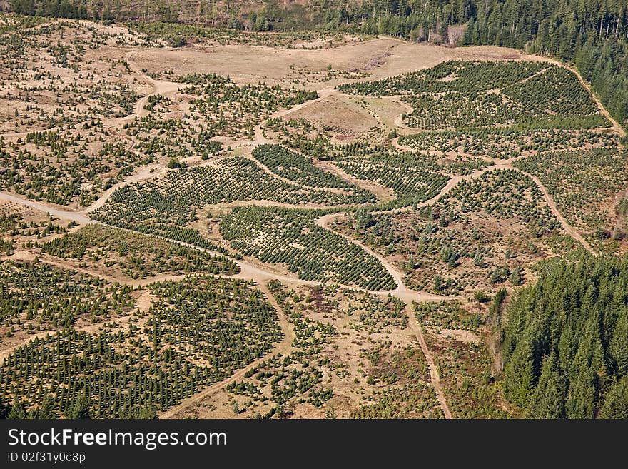 Overhead view of a large Pacific Northwest tree farm