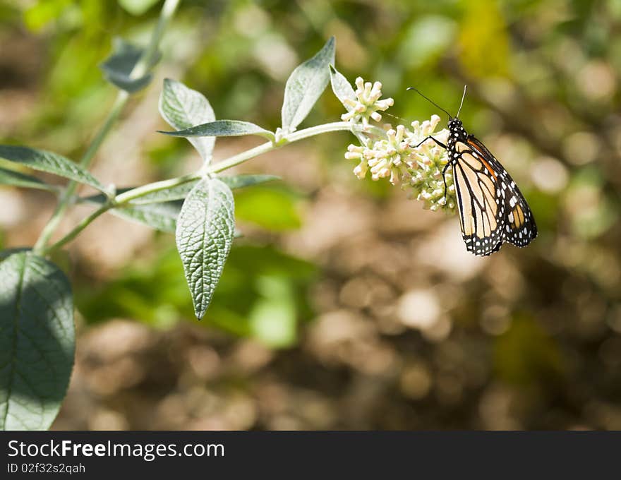 The sun reflects in the garden with the monarch butterfly hanging on