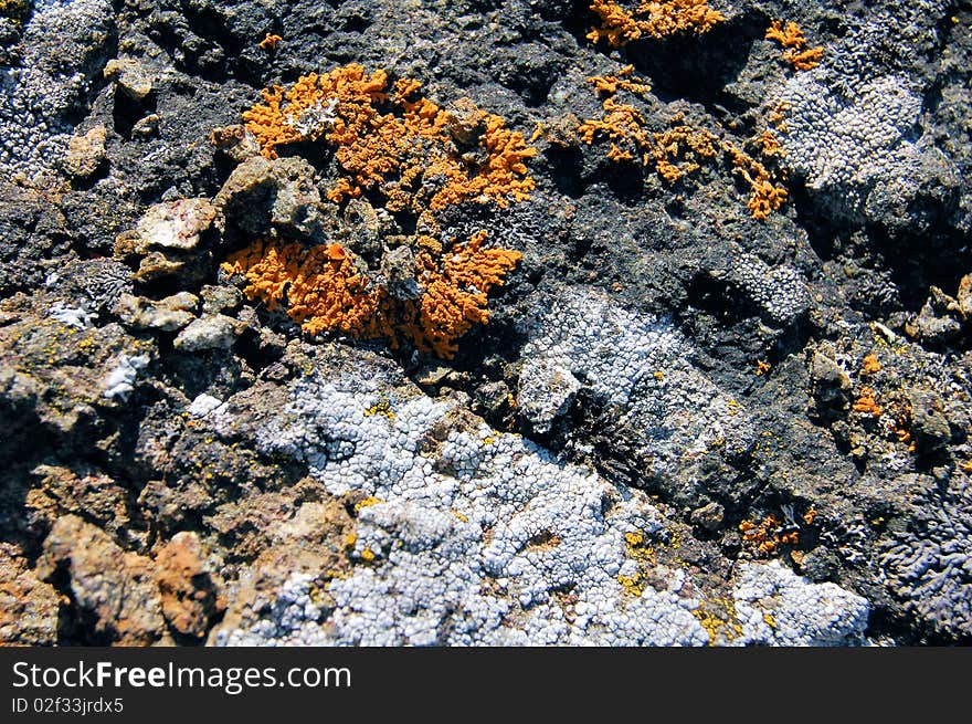 Lichens Isle Royale NP 1