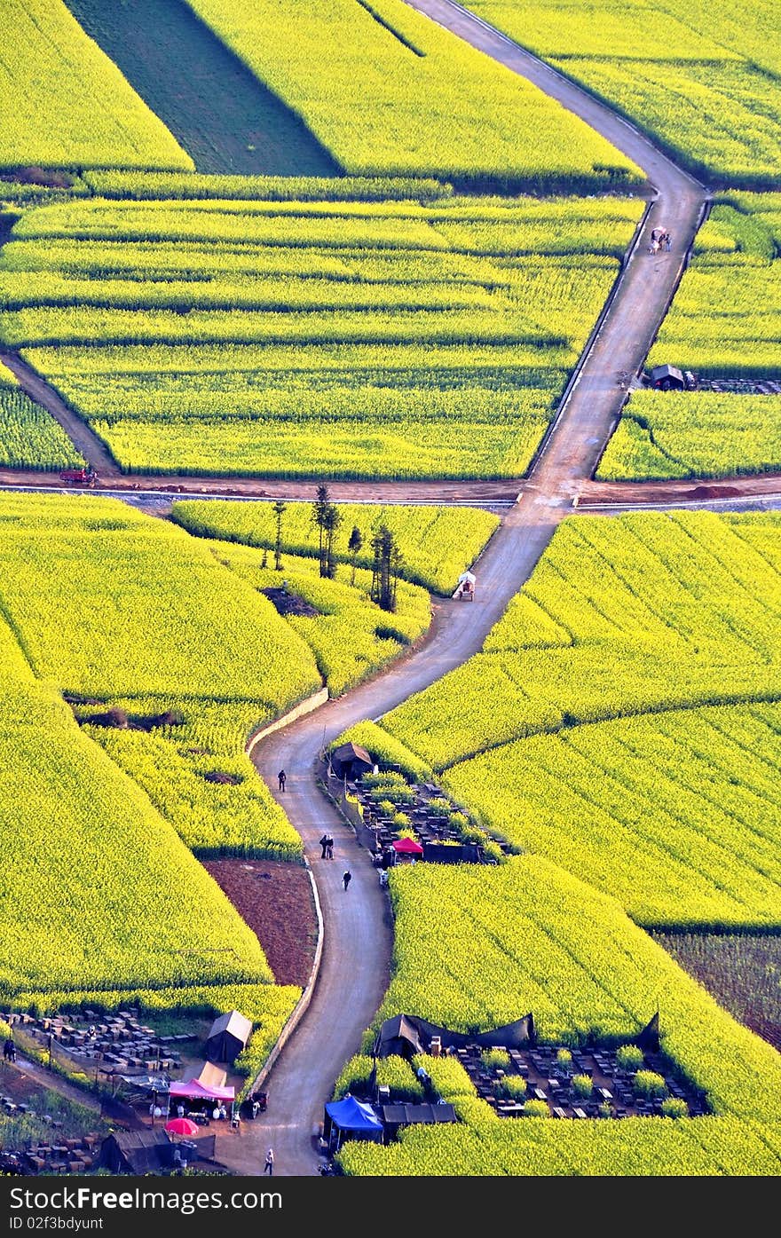 The pastoral scenes of rape blossoms. The pastoral scenes of rape blossoms