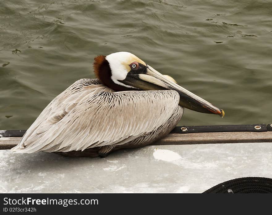 Pelican Eyes