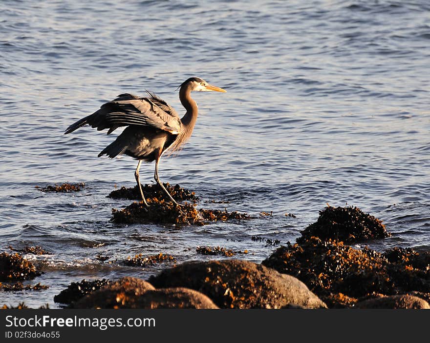 Great Blue Heron fluffing its wings