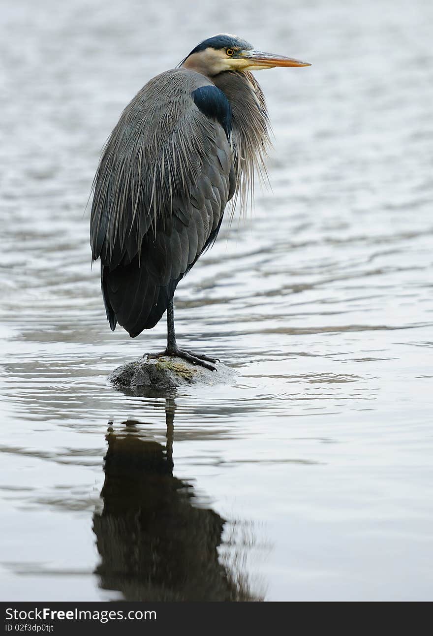 Great Blue Heron standing on one leg