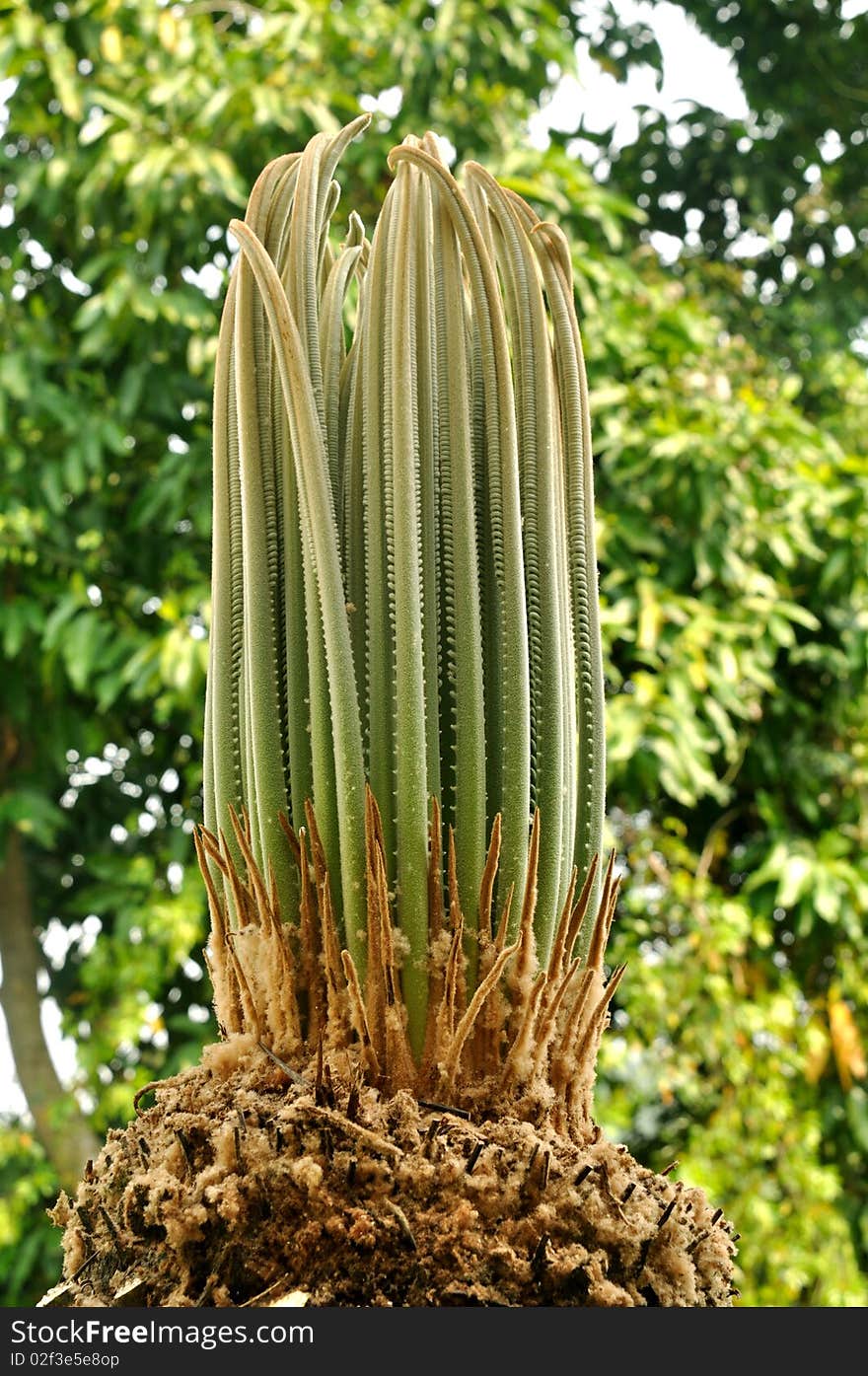 Tender Shoot Of Cycad