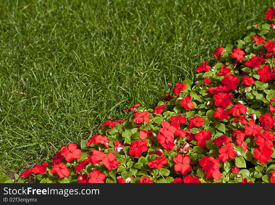 Flower And Grass