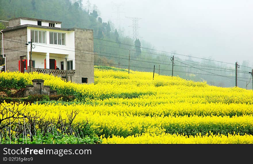 Scenic flower in the spring. Scenic flower in the spring