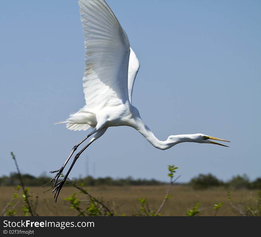 White Heron in Flight