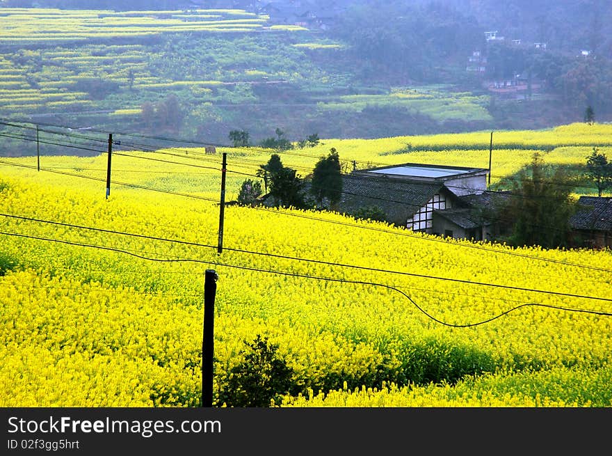 Scenic rape flower in the spring