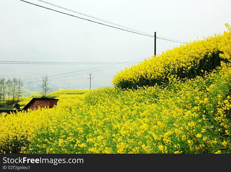 Scenic rape flower in the spring