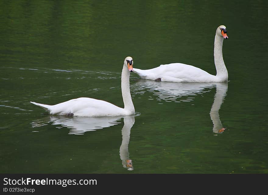 A pair of swans swimming in synchronization.